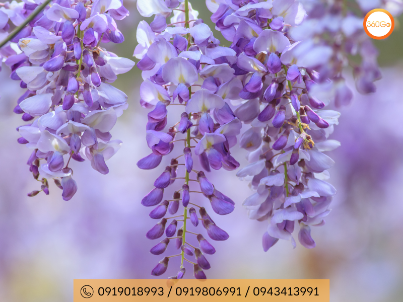 Hoa tử đằng – Biểu tượng sắc tím lãng mạn của Nhật Bản - Du lịch 360Go 